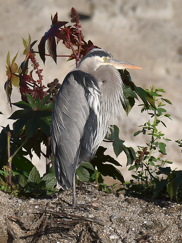 BlueHeron3.jpg