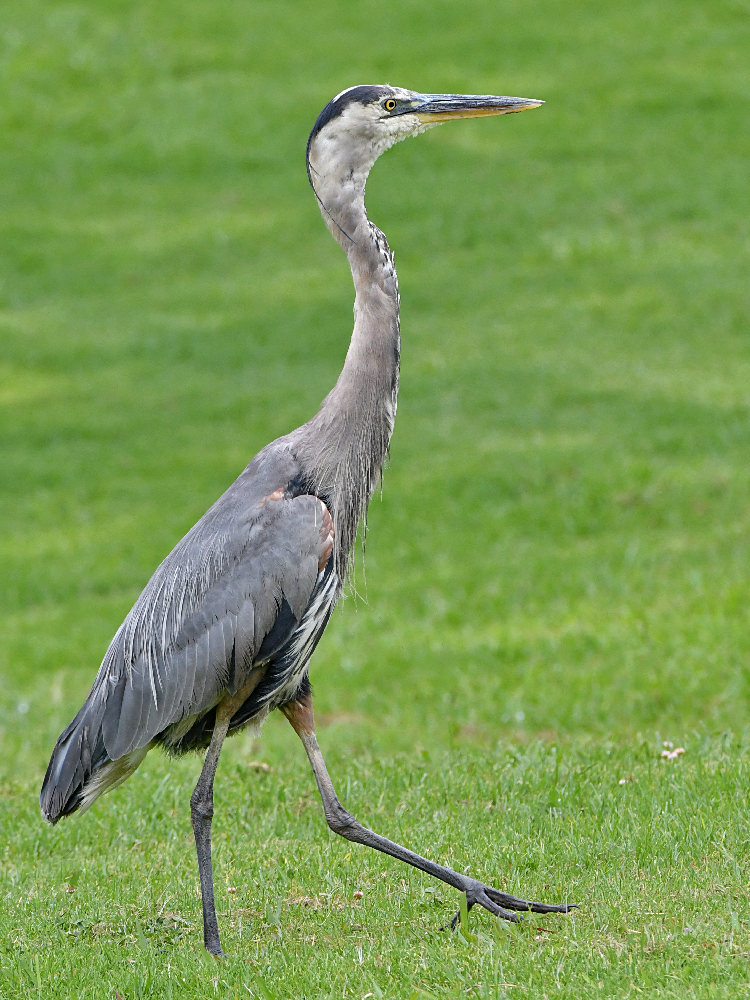 BlueHeron3.jpg