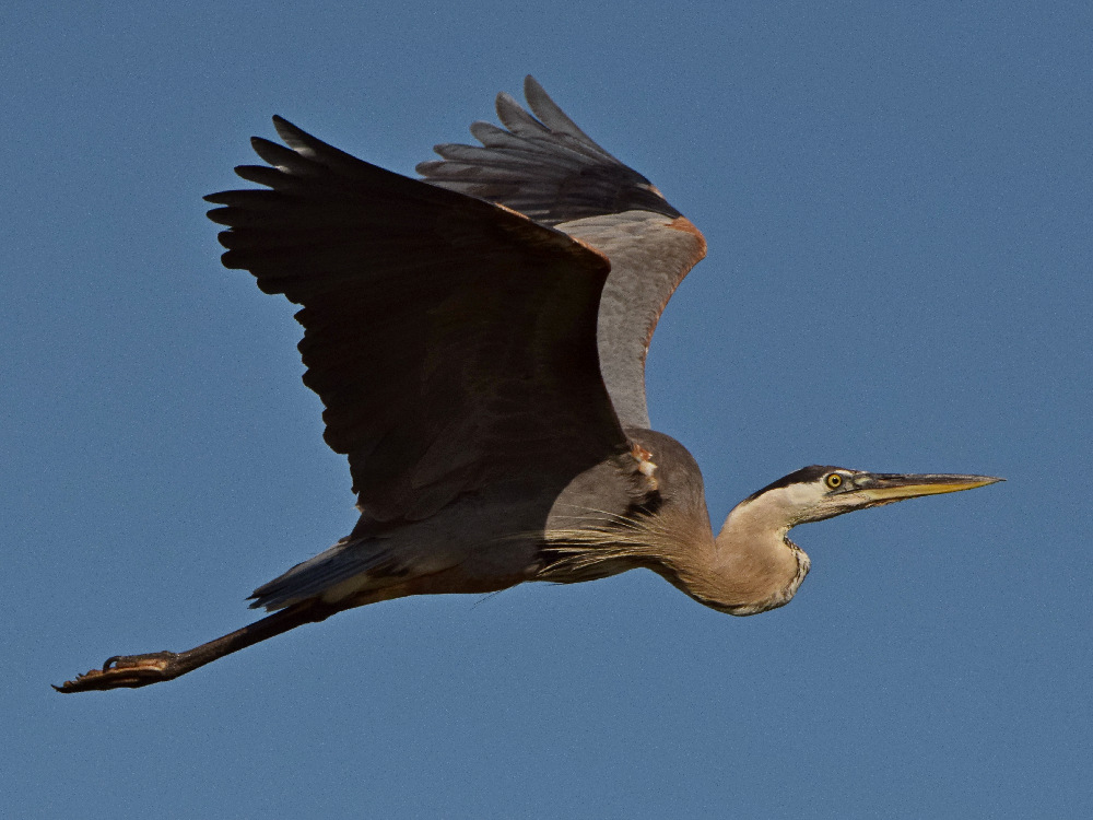 BlueHeron3.jpg