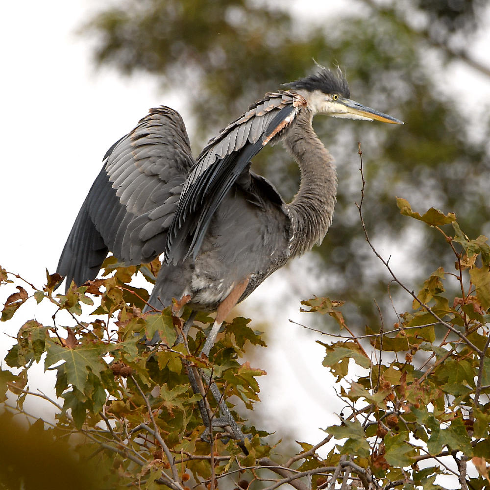 BlueHeron3.jpg