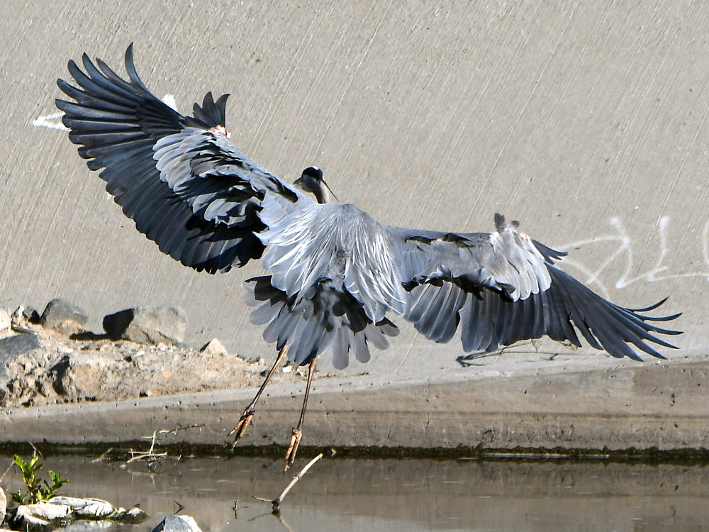 BlueHeron3.jpg