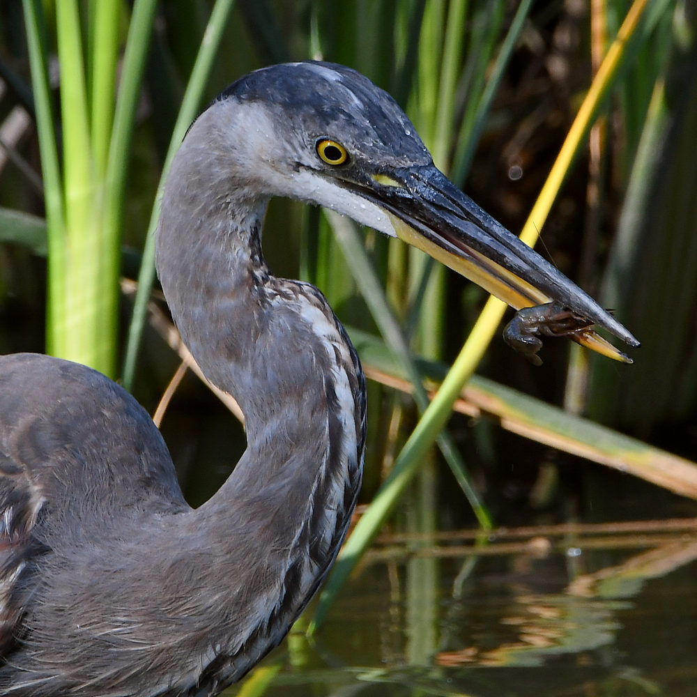 BlueHeron3.jpg