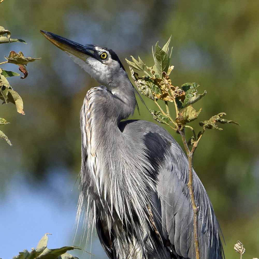 BlueHeron3.jpg