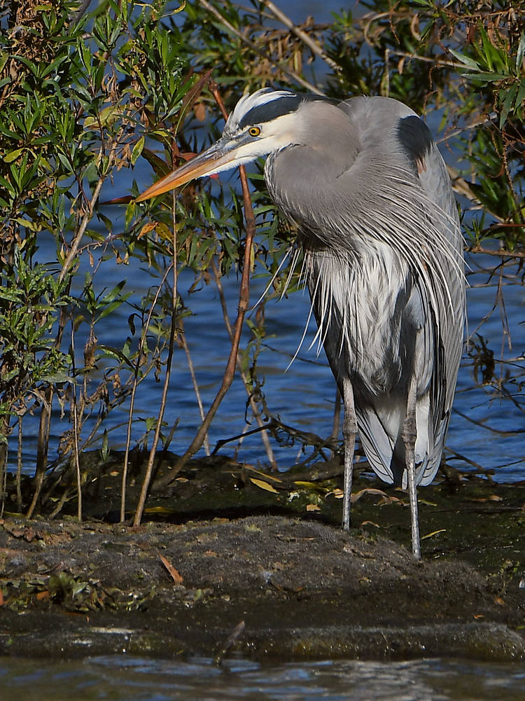 BlueHeron3.jpg