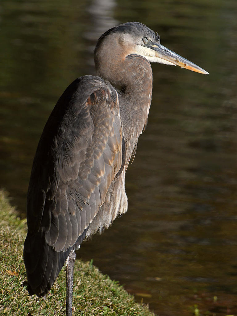 BlueHeron3.jpg