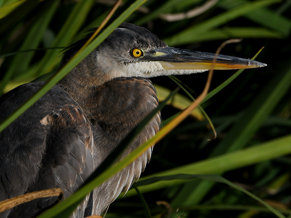 BlueHeron3.jpg