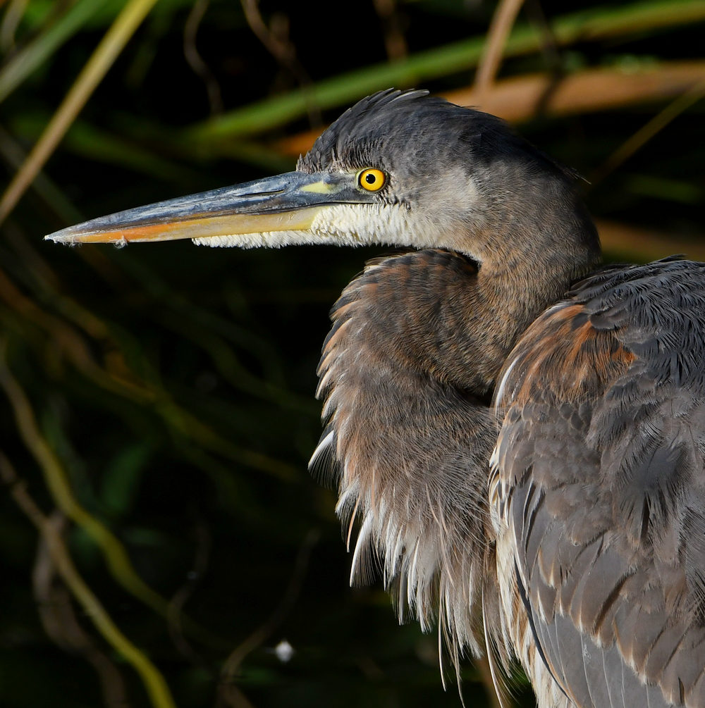BlueHeron3.jpg
