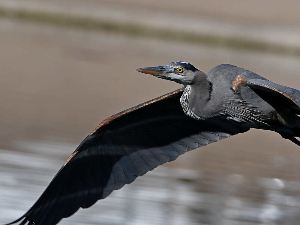 BlueHeron3.jpg