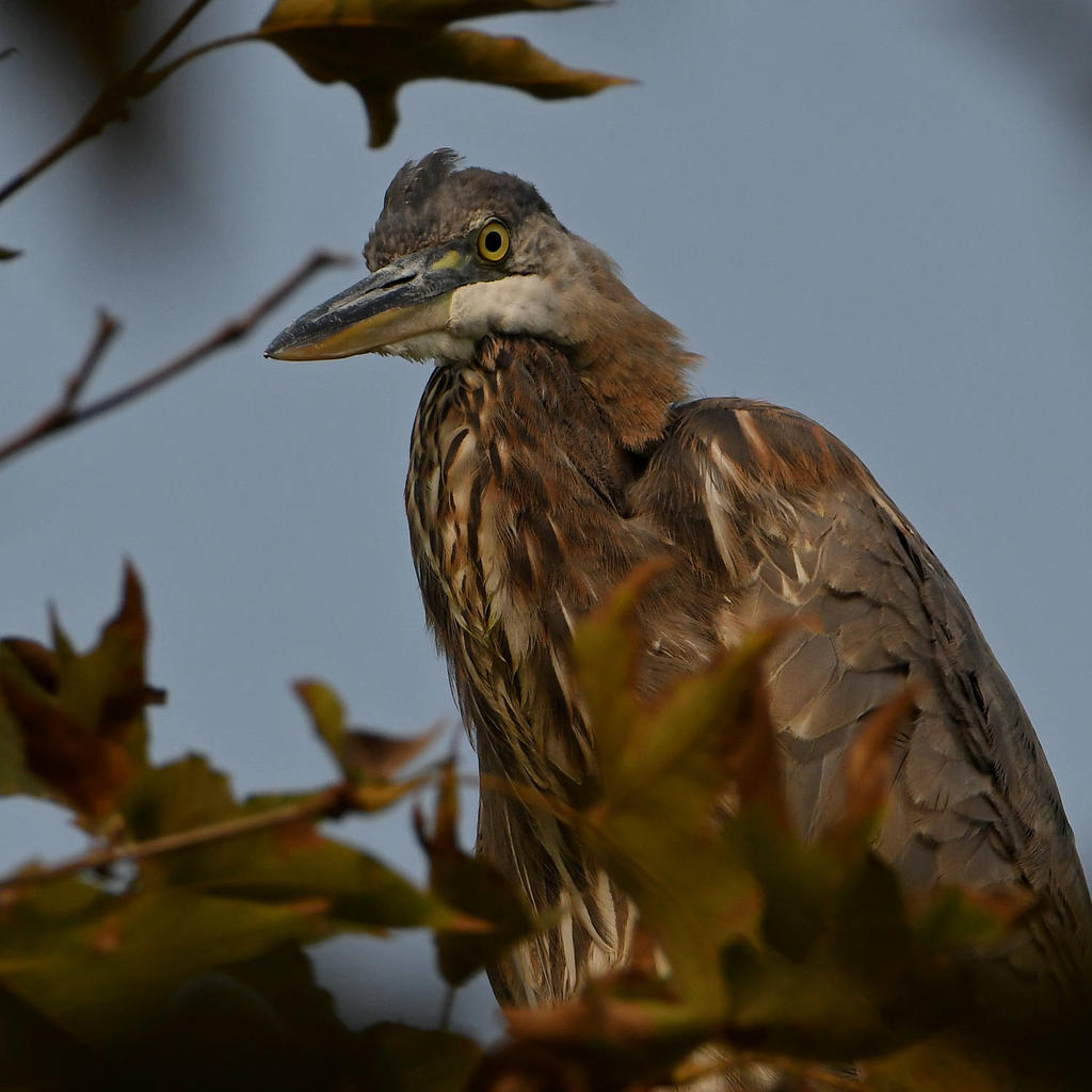 BlueHeron3.jpg