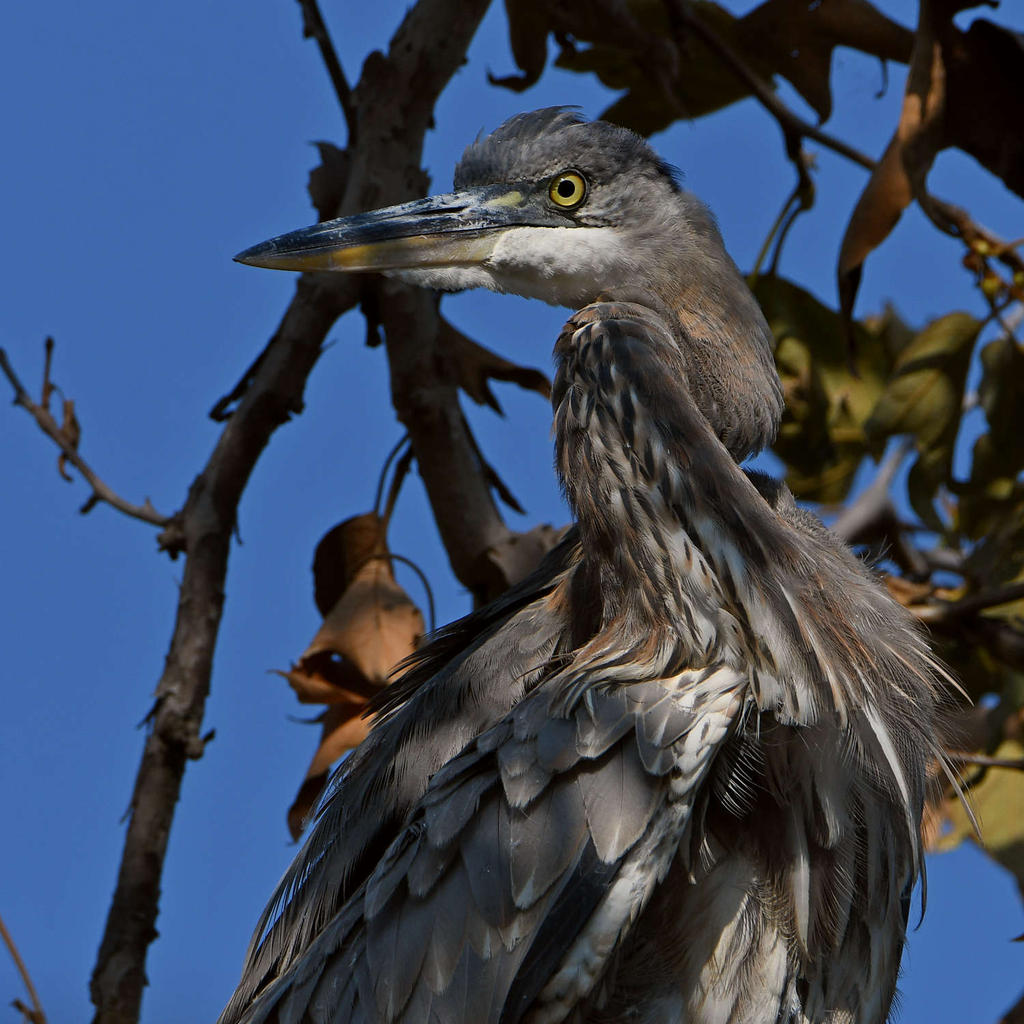 BlueHeron3.jpg
