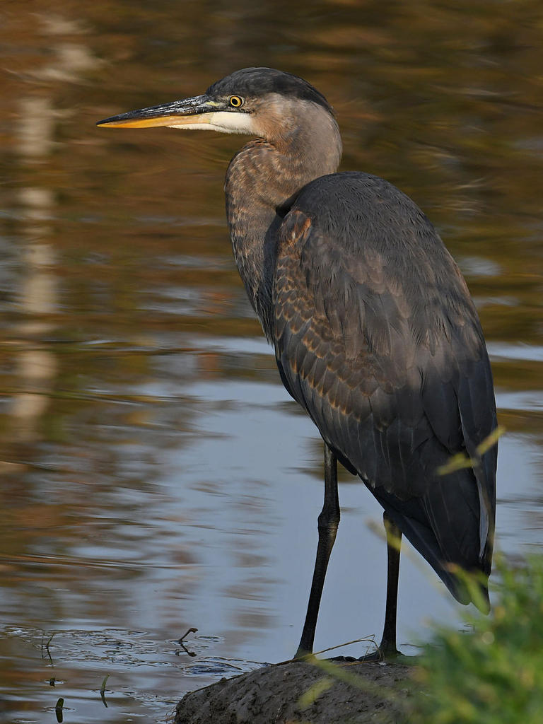 BlueHeron3.jpg