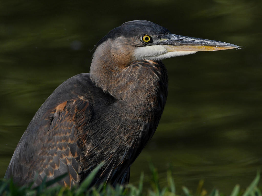 BlueHeron3.jpg