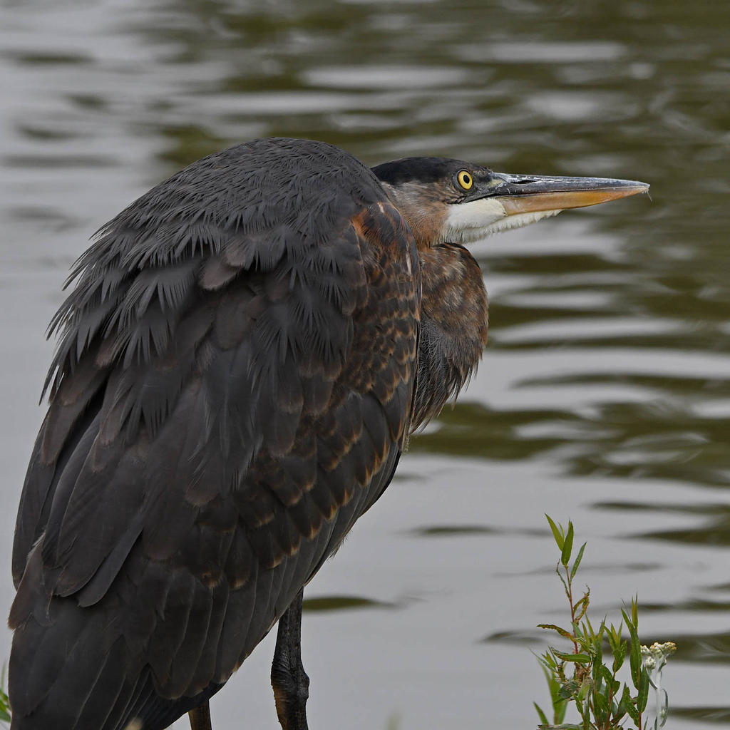 BlueHeron3.jpg