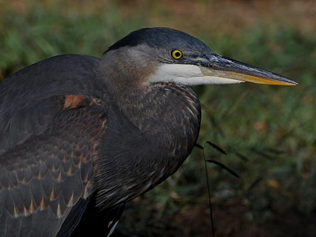 BlueHeron3.jpg