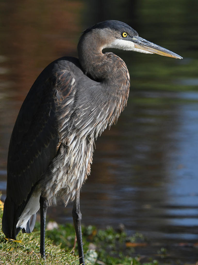 BlueHeron3.jpg