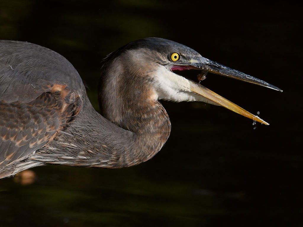 BlueHeron3.jpg