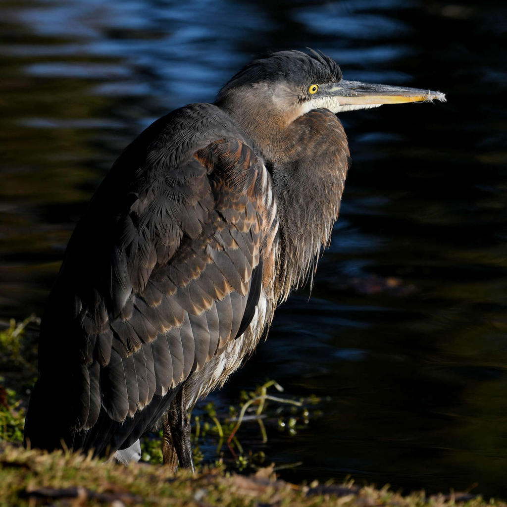 BlueHeron3.jpg