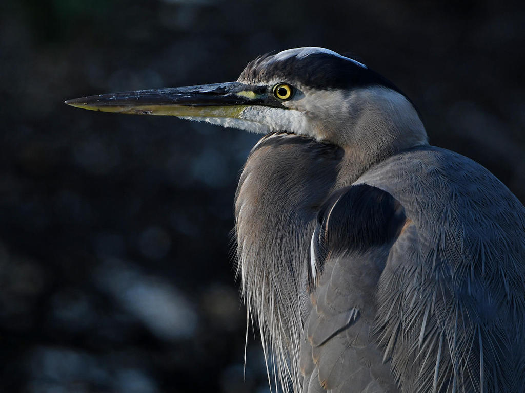 BlueHeron3.jpg