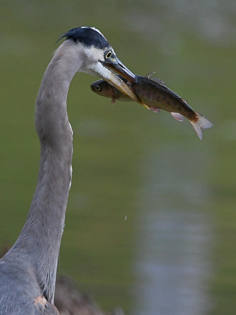 BlueHeron3.jpg