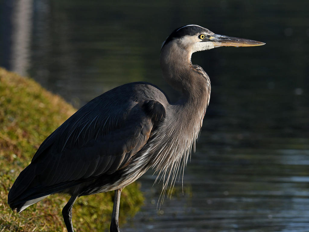 BlueHeron3.jpg