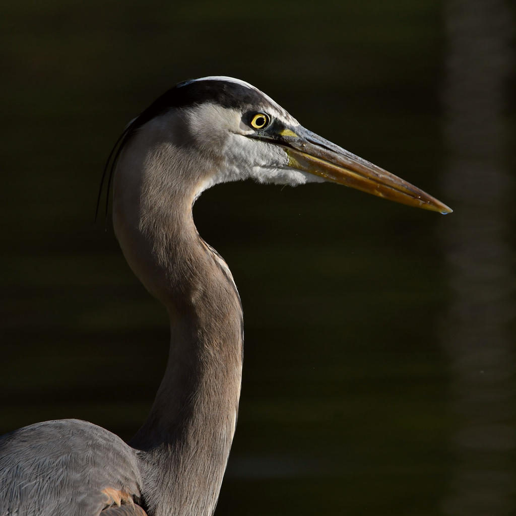 BlueHeron3.jpg
