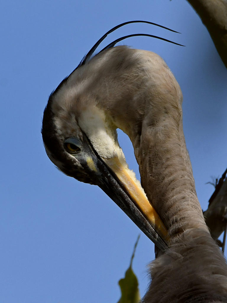 BlueHeron3.jpg
