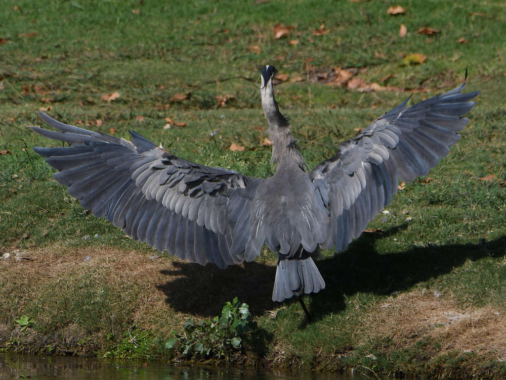 BlueHeron3.jpg