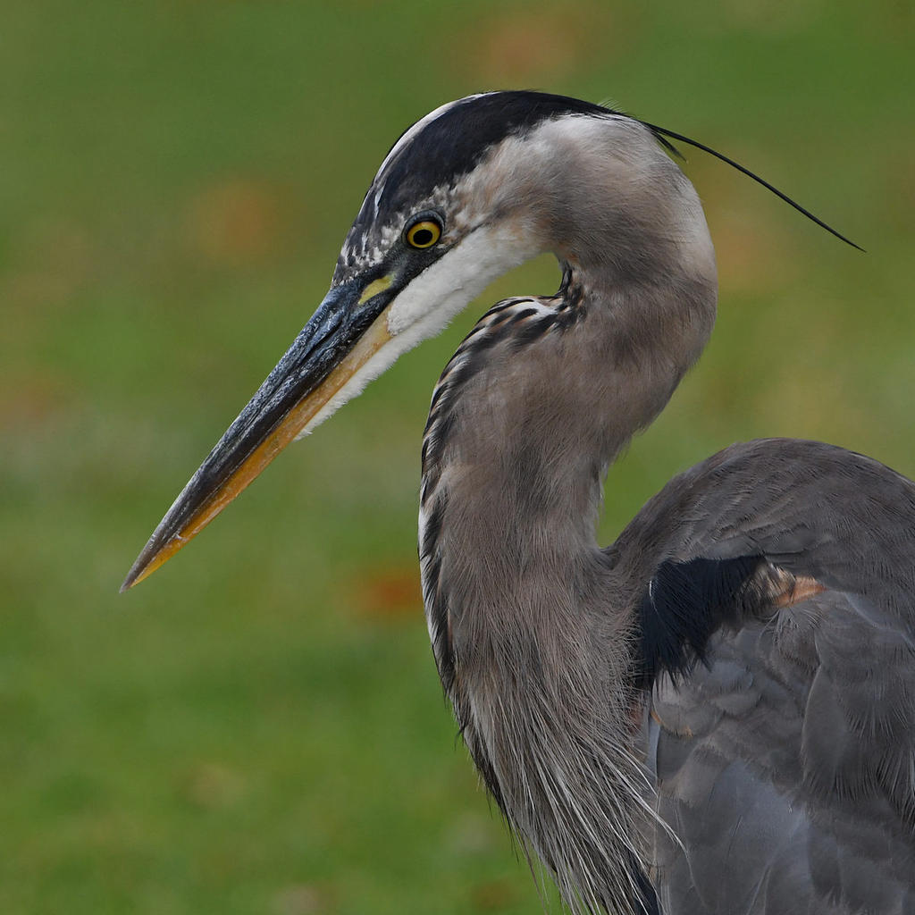 BlueHeron3.jpg
