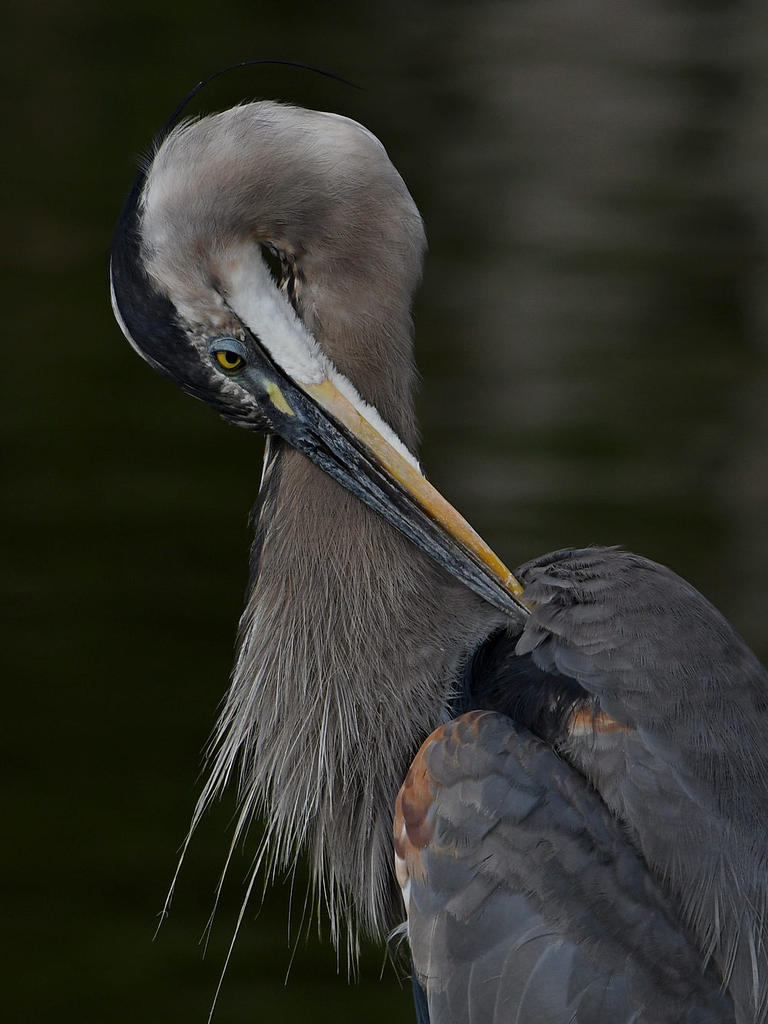 BlueHeron3.jpg