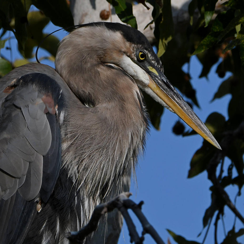 BlueHeron3.jpg