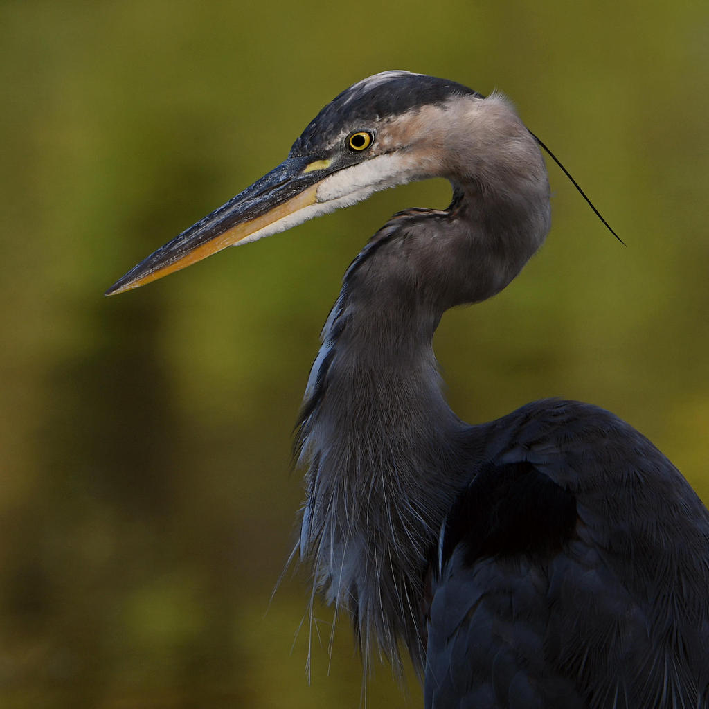 BlueHeron3.jpg