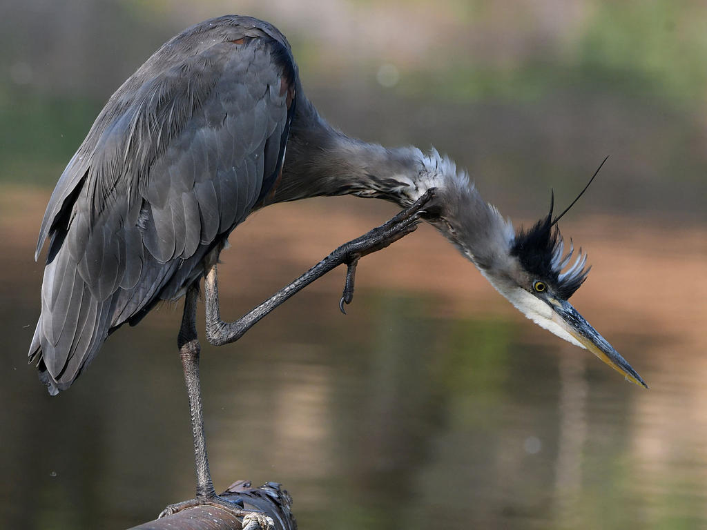 BlueHeron3.jpg
