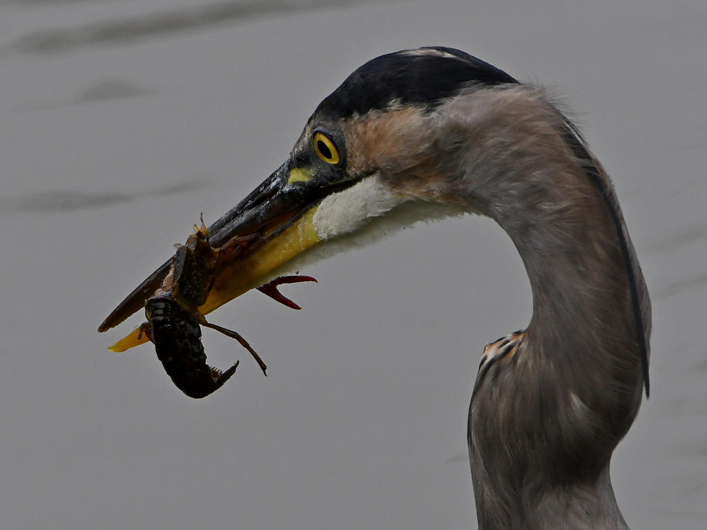BlueHeron3.jpg