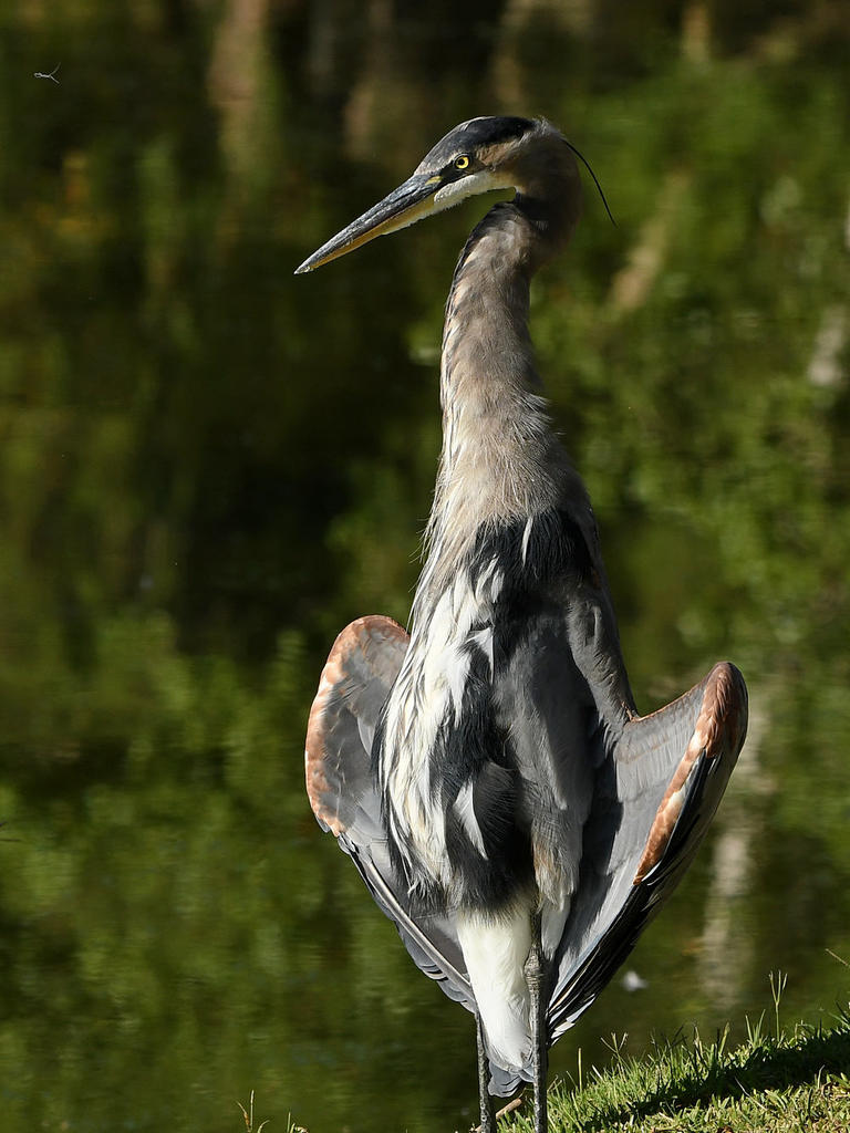 BlueHeron3.jpg