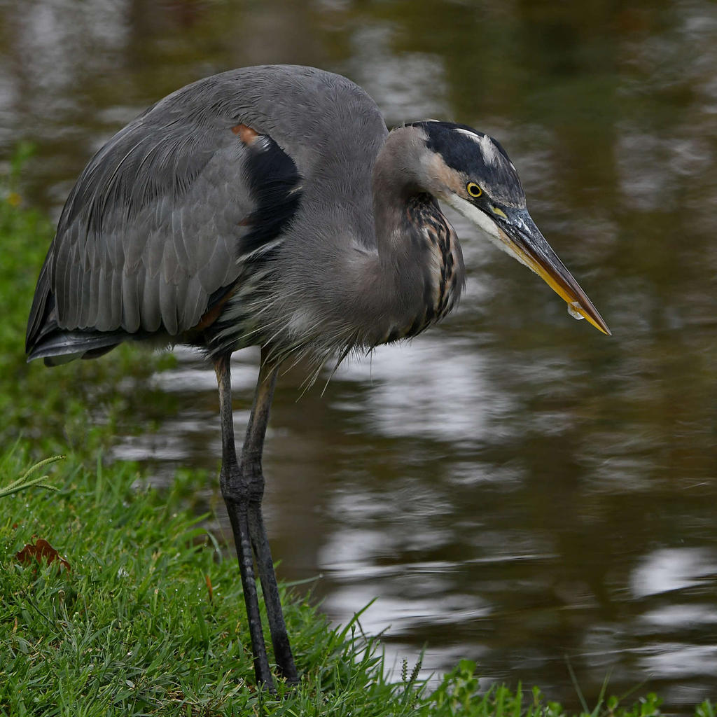 BlueHeron3.jpg
