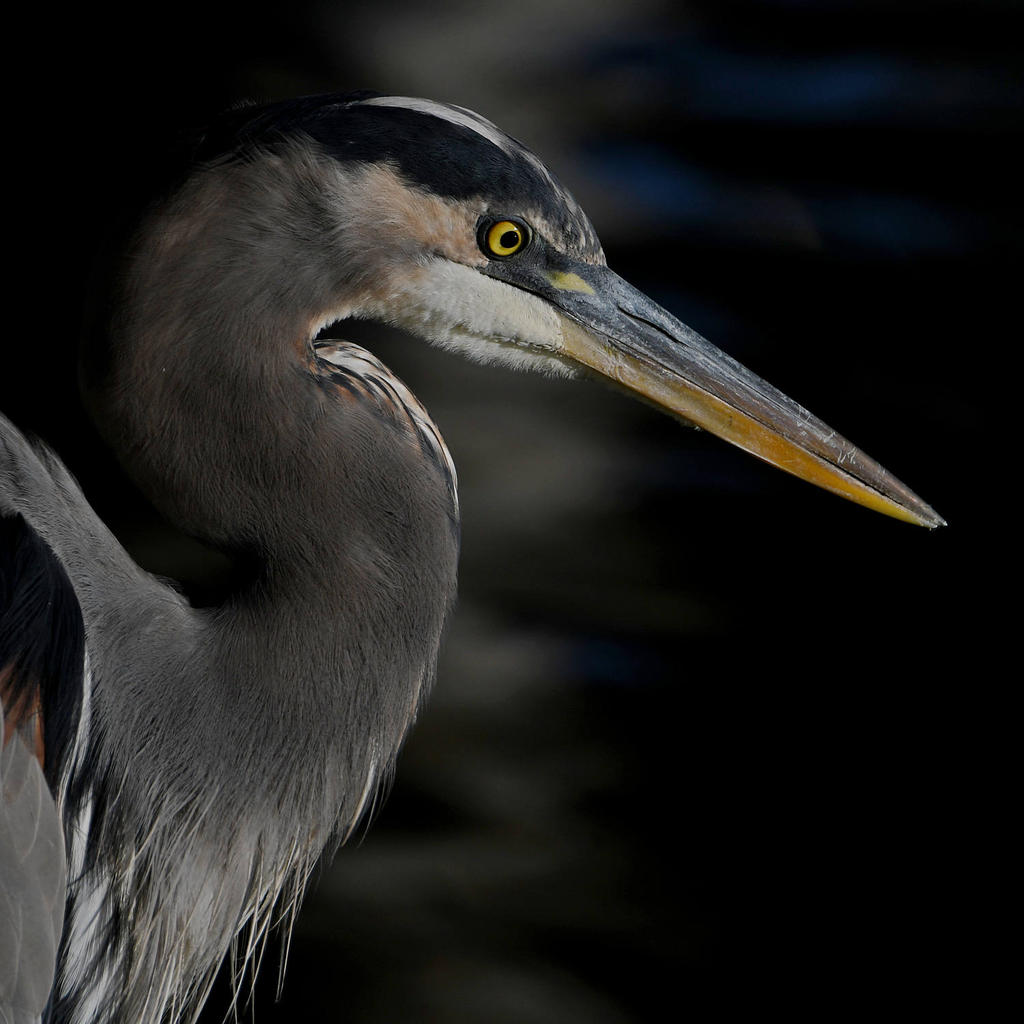 BlueHeron3.jpg
