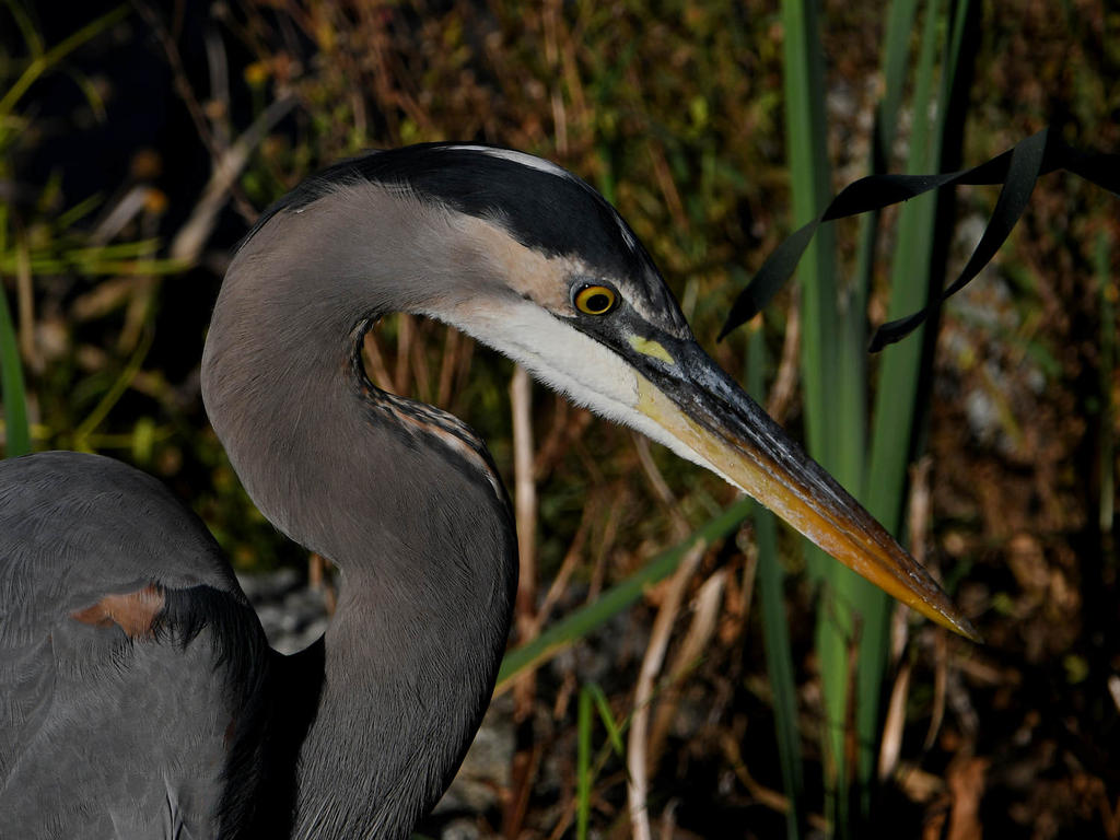 BlueHeron3.jpg