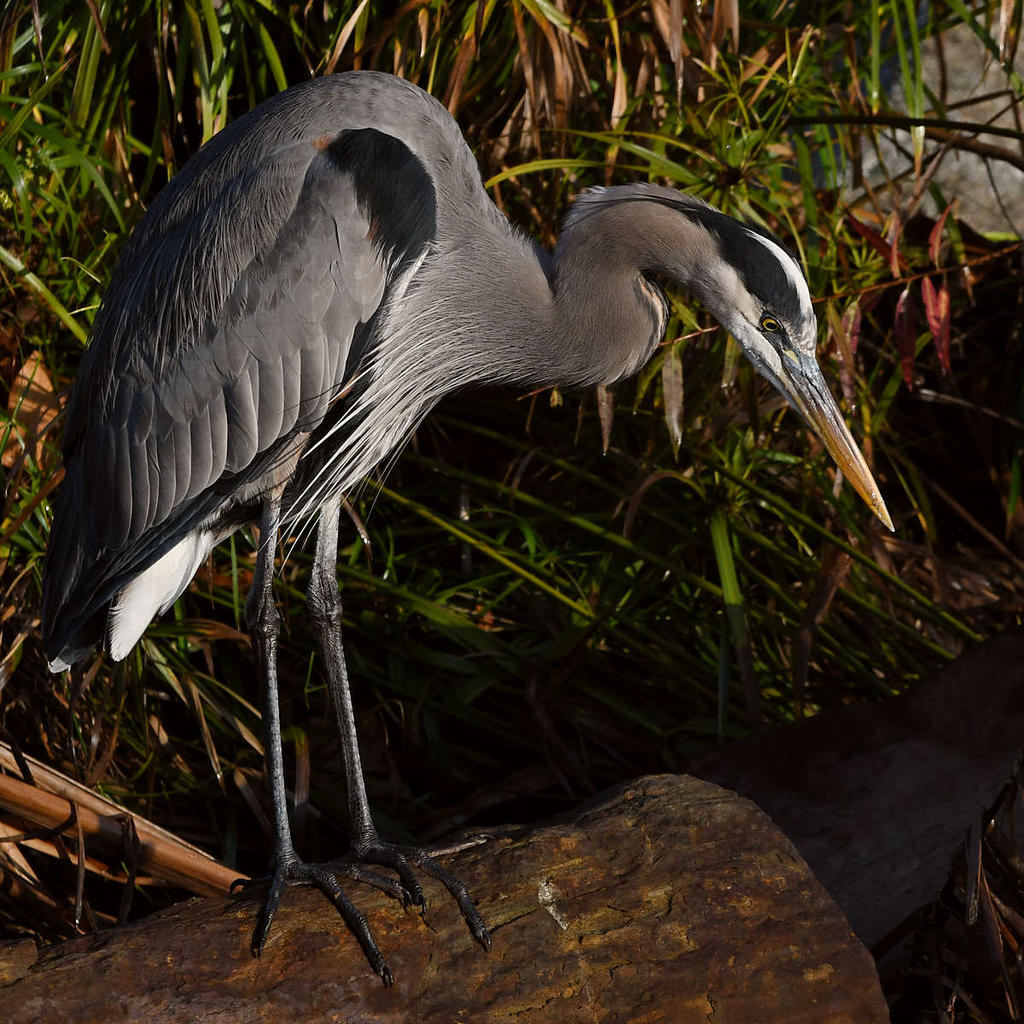 BlueHeron3.jpg