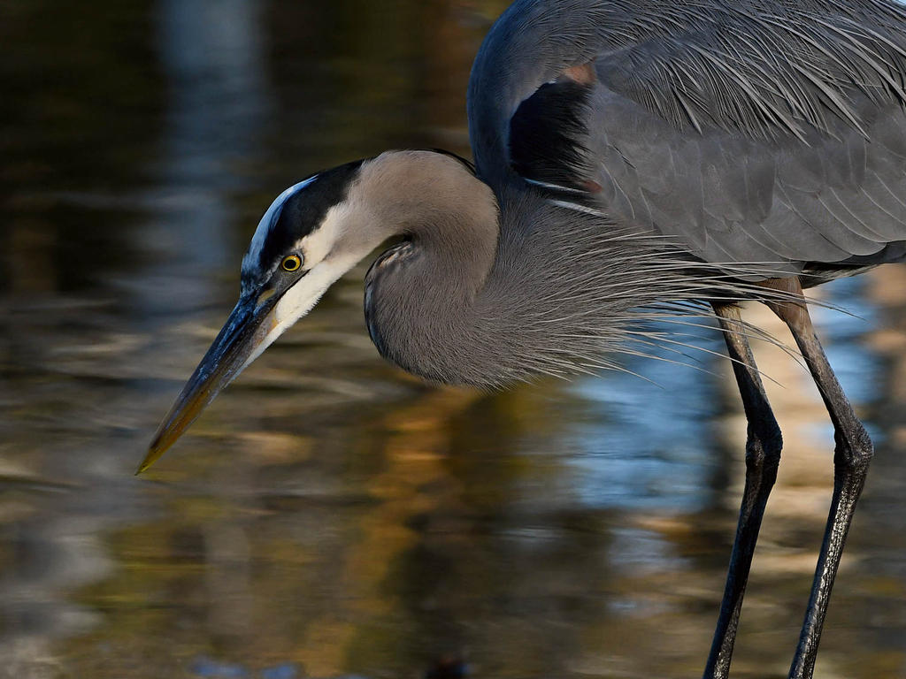 BlueHeron3.jpg