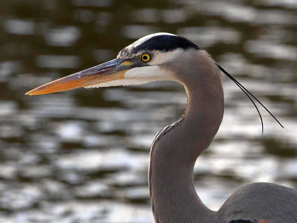 BlueHeron3.jpg