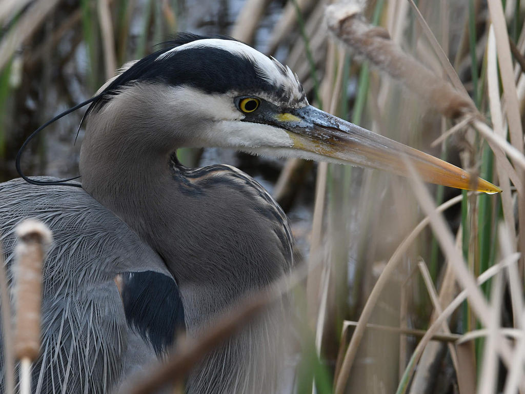 BlueHeron3.jpg