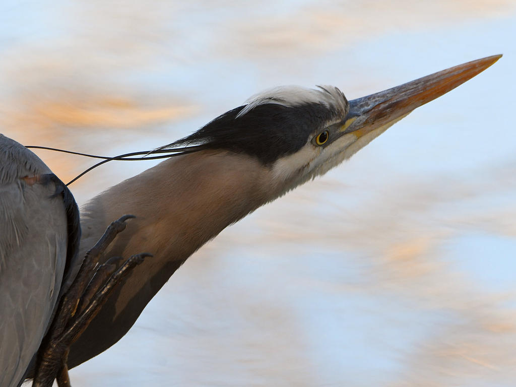 BlueHeron3.jpg