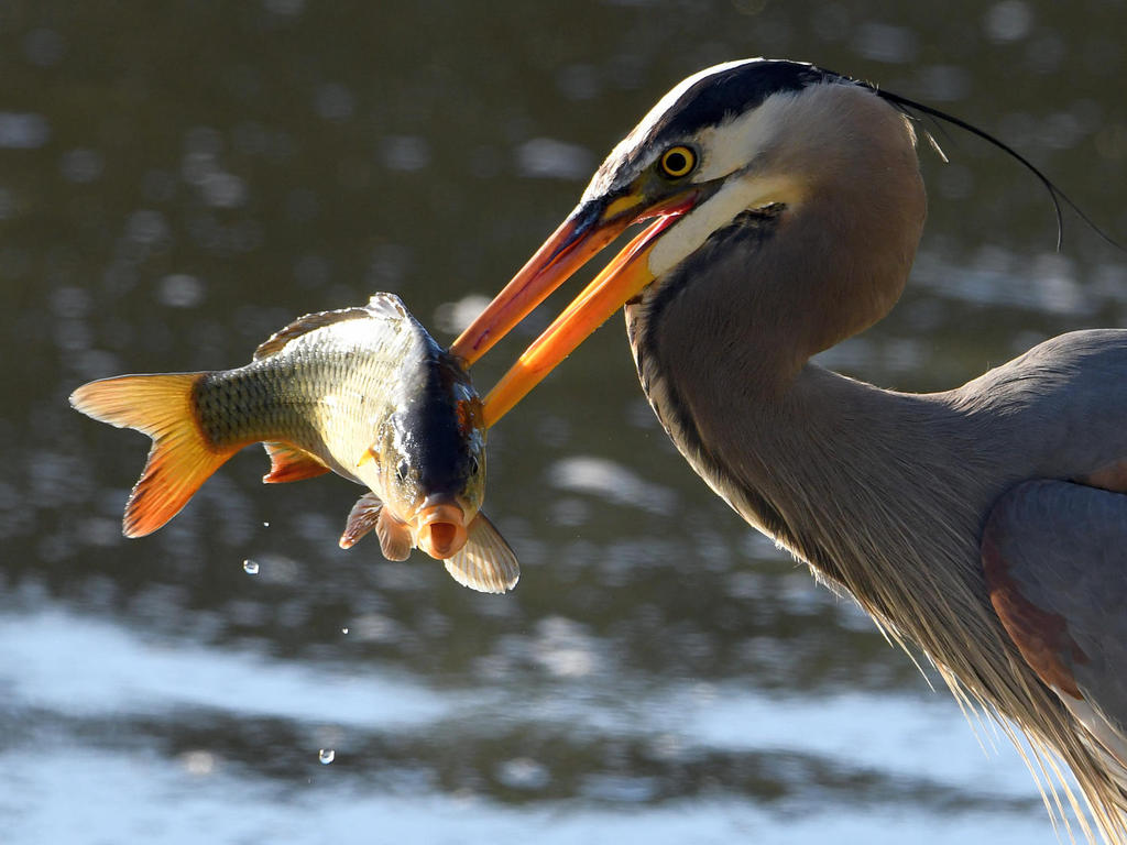 BlueHeron3.jpg
