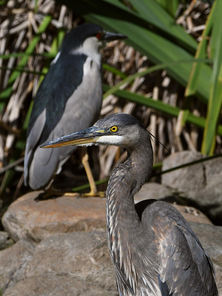 BlueHeron3.jpg