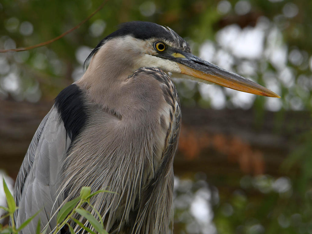 BlueHeron3.jpg