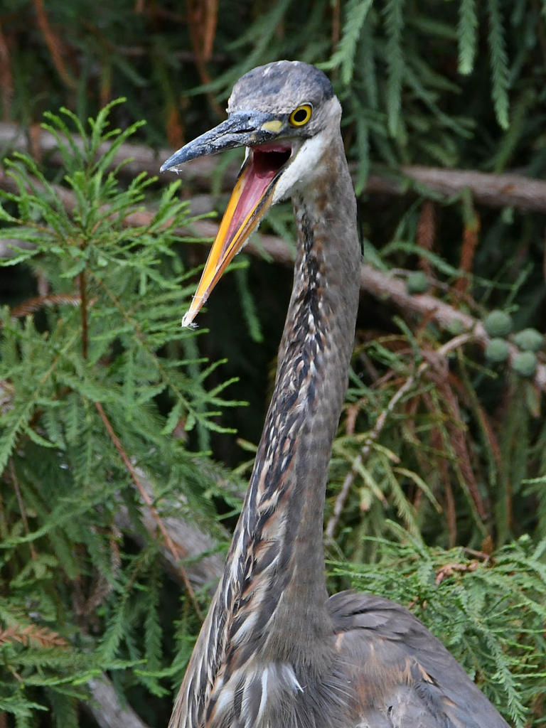 BlueHeron3.jpg