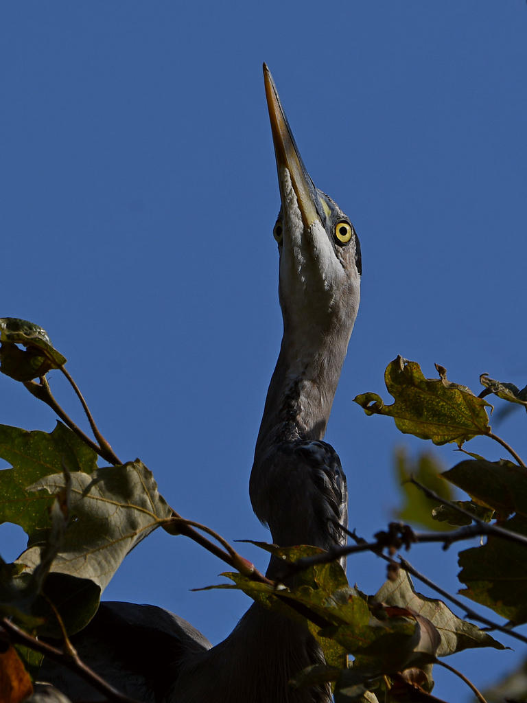 BlueHeron3.jpg