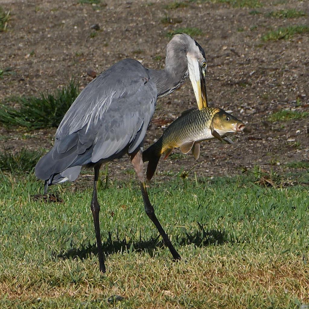 BlueHeron3.jpg