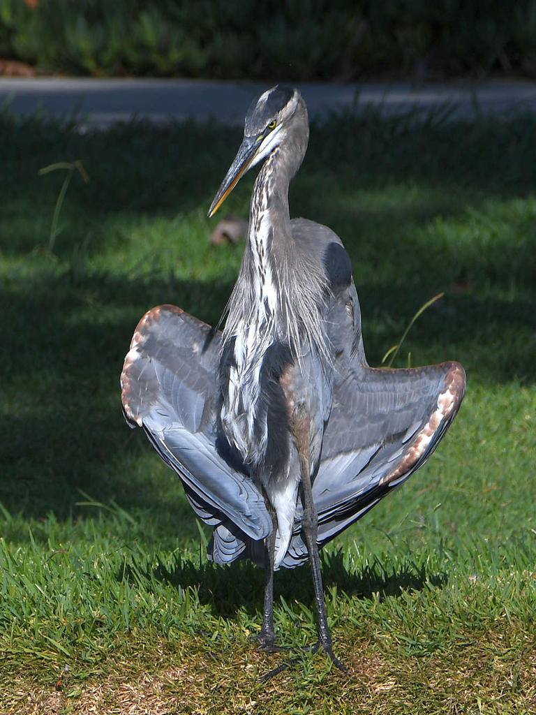 BlueHeron3.jpg