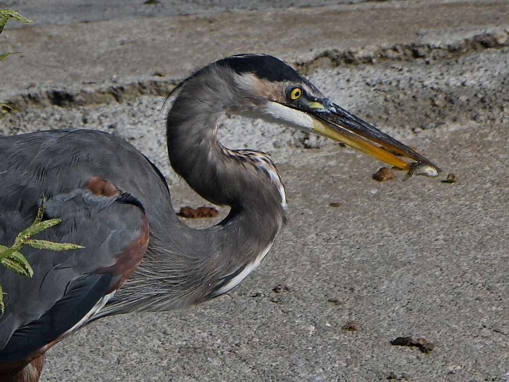 BlueHeron3.jpg